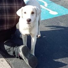 GRRAND - Golden Retriever Rescue - Golden Retrieve Rescue And ...