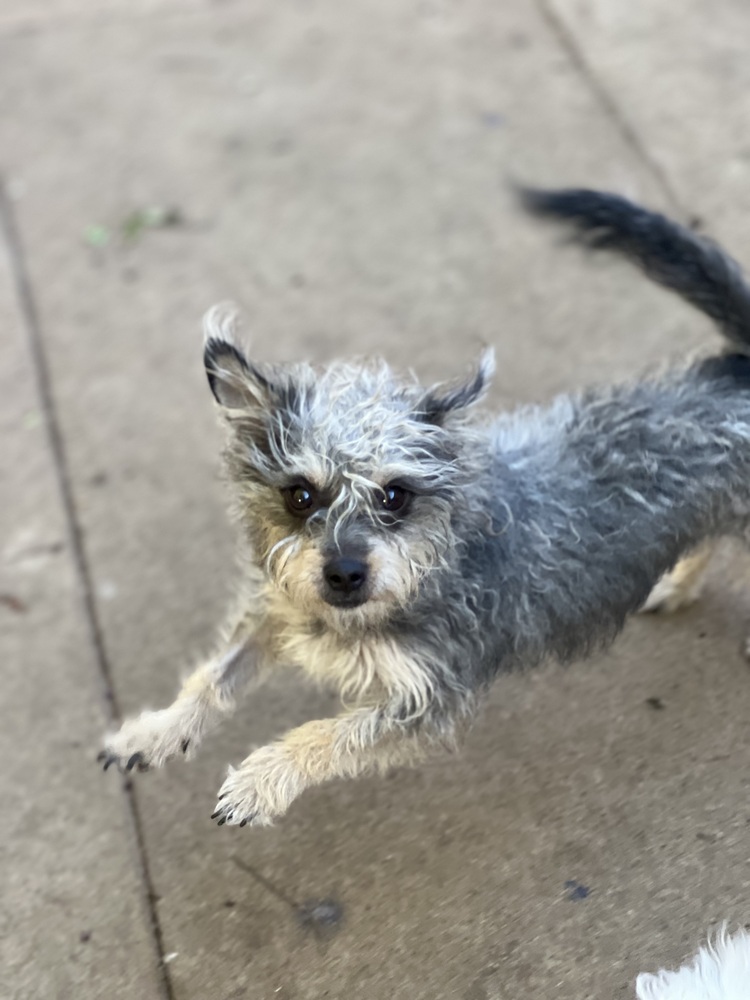 Photo of Martha, adoptable Terrier in Dana Point, California