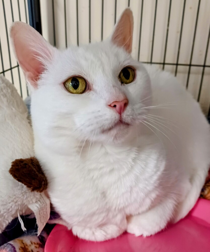 7145 Snowball photo 2