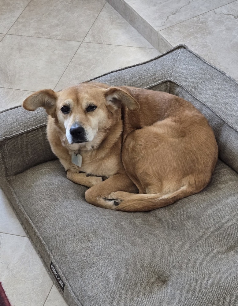 Photo of Amber, adoptable senior Toy Fox Terrier in Dana Point, California