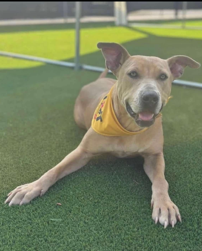 Photo of Lucinda, adoptable Shepherd in Dana Point, California