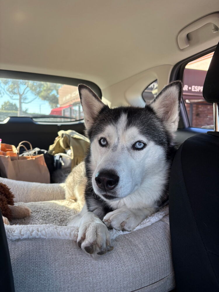 Photo of Zoey, adoptable Husky in Dana Point, California
