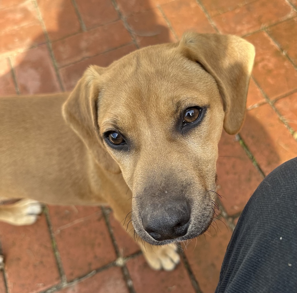 Photo of Rizzo, adoptable Labrador Retriever in Dana Point, California