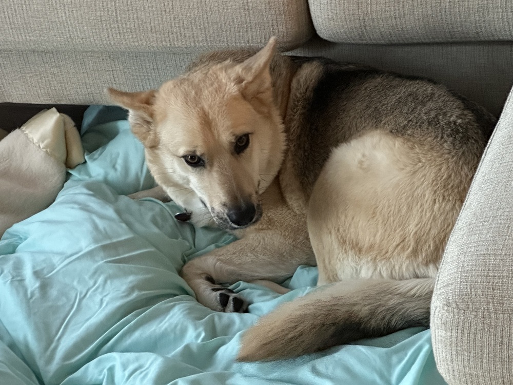 Photo of Sunny, adoptable Shepherd in Dana Point, California