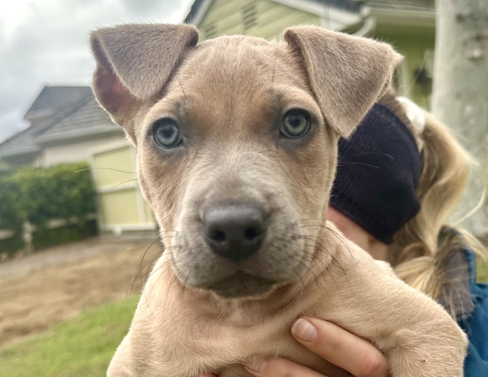 Photo of Rubi, adoptable Shepherd in Dana Point, California