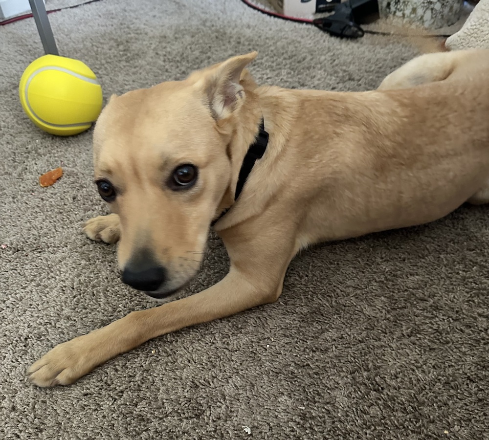 Photo of Bo, adoptable Terriers (Medium) in Dana Point, California