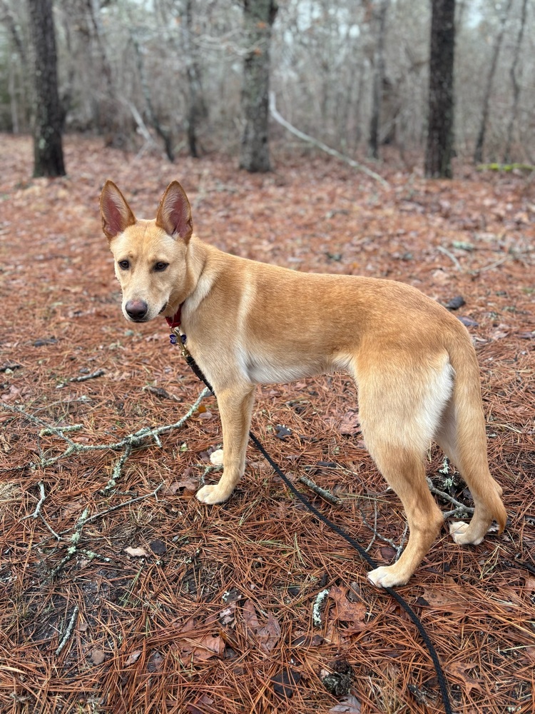 Dixie is an 11-month-old Shepherd mix 