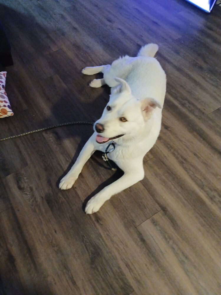 Photo of Snow, adoptable Labrador Retriever in Dana Point, California