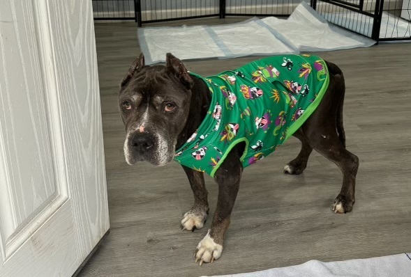 Dutch the "pajama-wearing prince" 