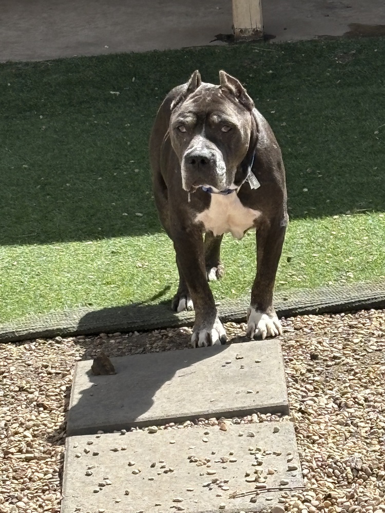 Dutch is a senior Staffordshire bull terrier