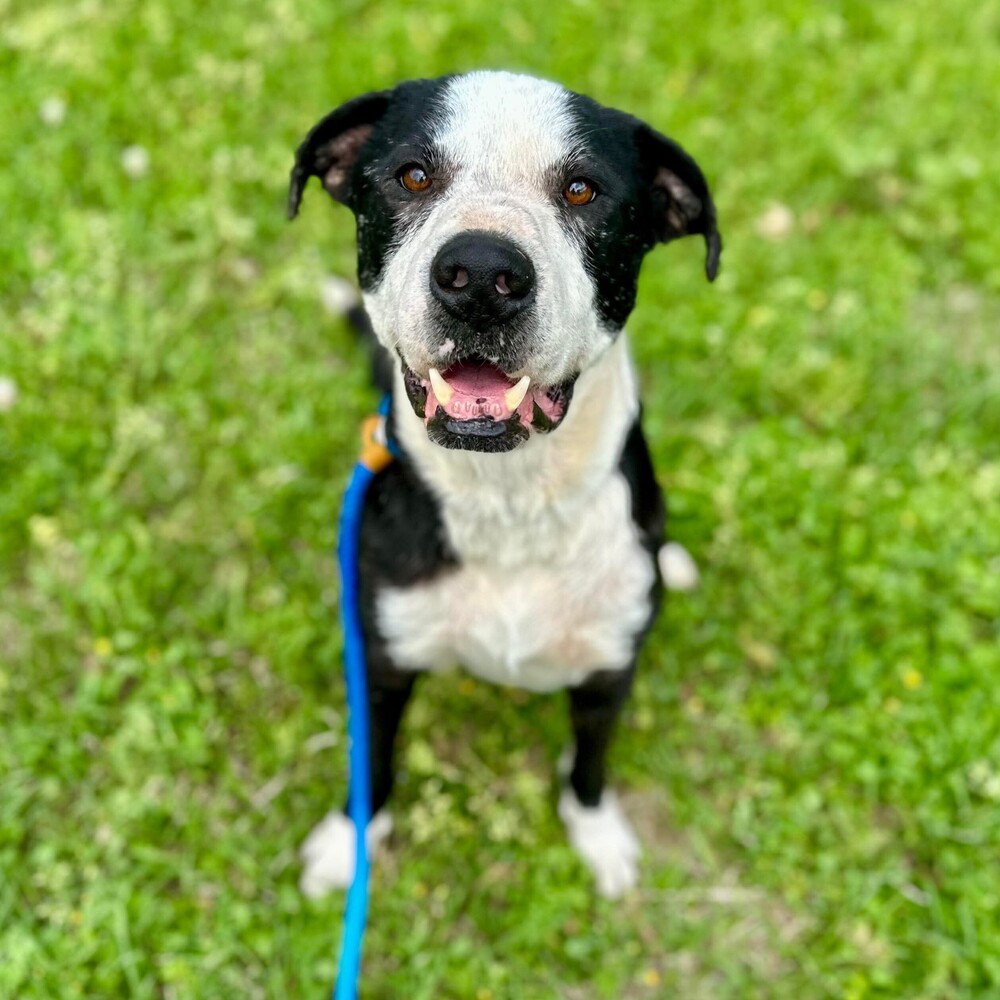 Toby Jay, Labrador Retriever/Mixed Breed