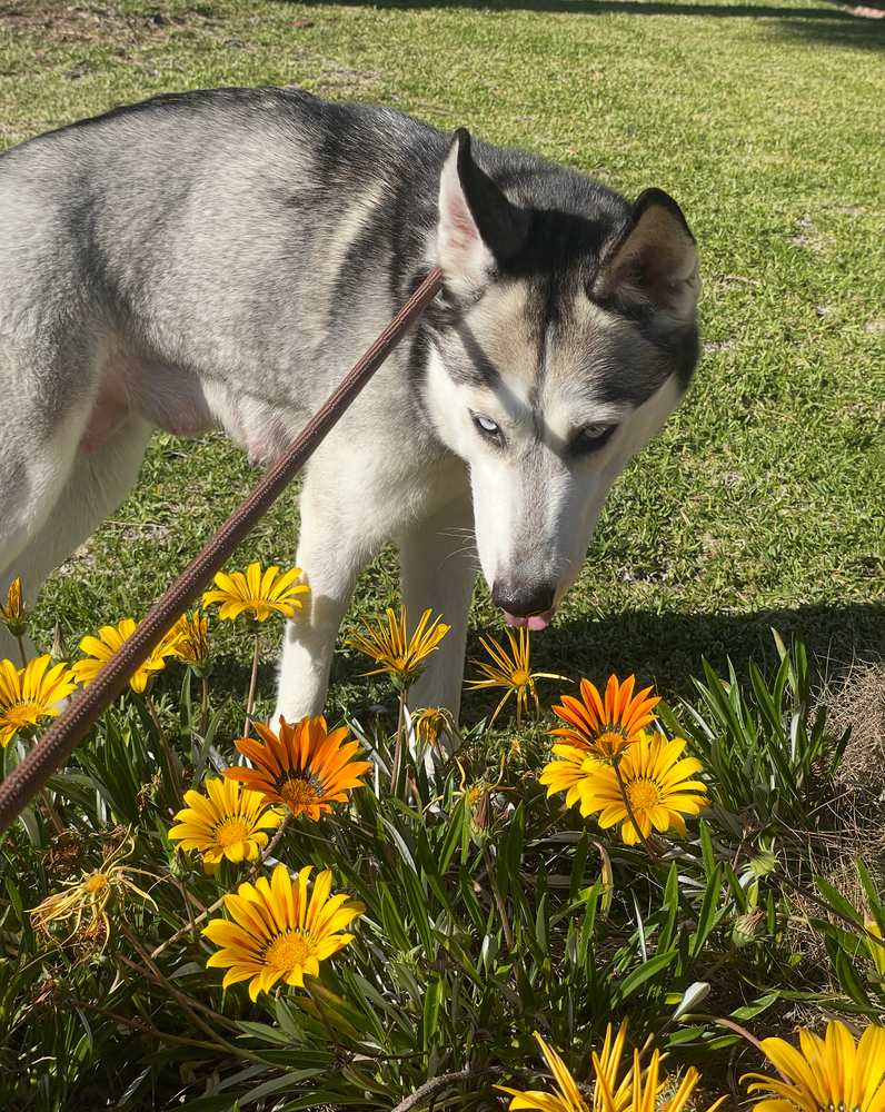 Photo of Marlee, adoptable Husky in Dana Point, California
