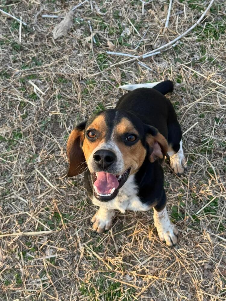 son beagles relacionados con basset hounds