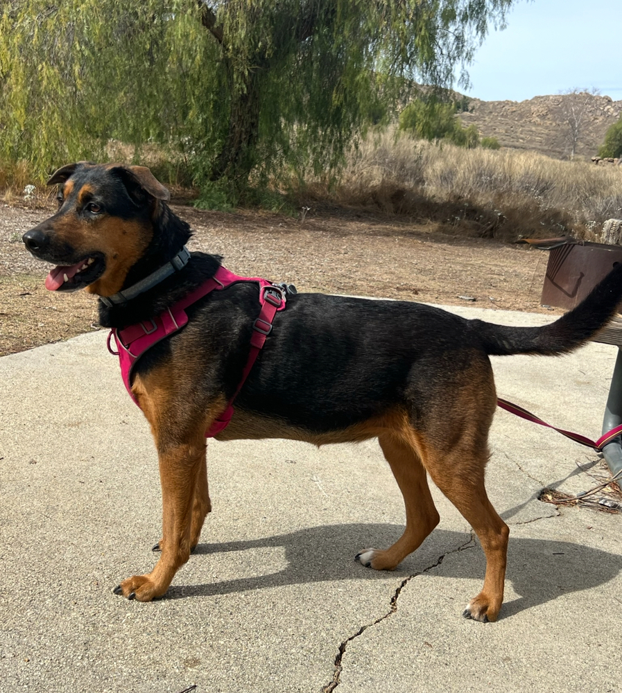 Photo of Runi, adoptable Belgian Shepherd Malinois in Dana Point, California