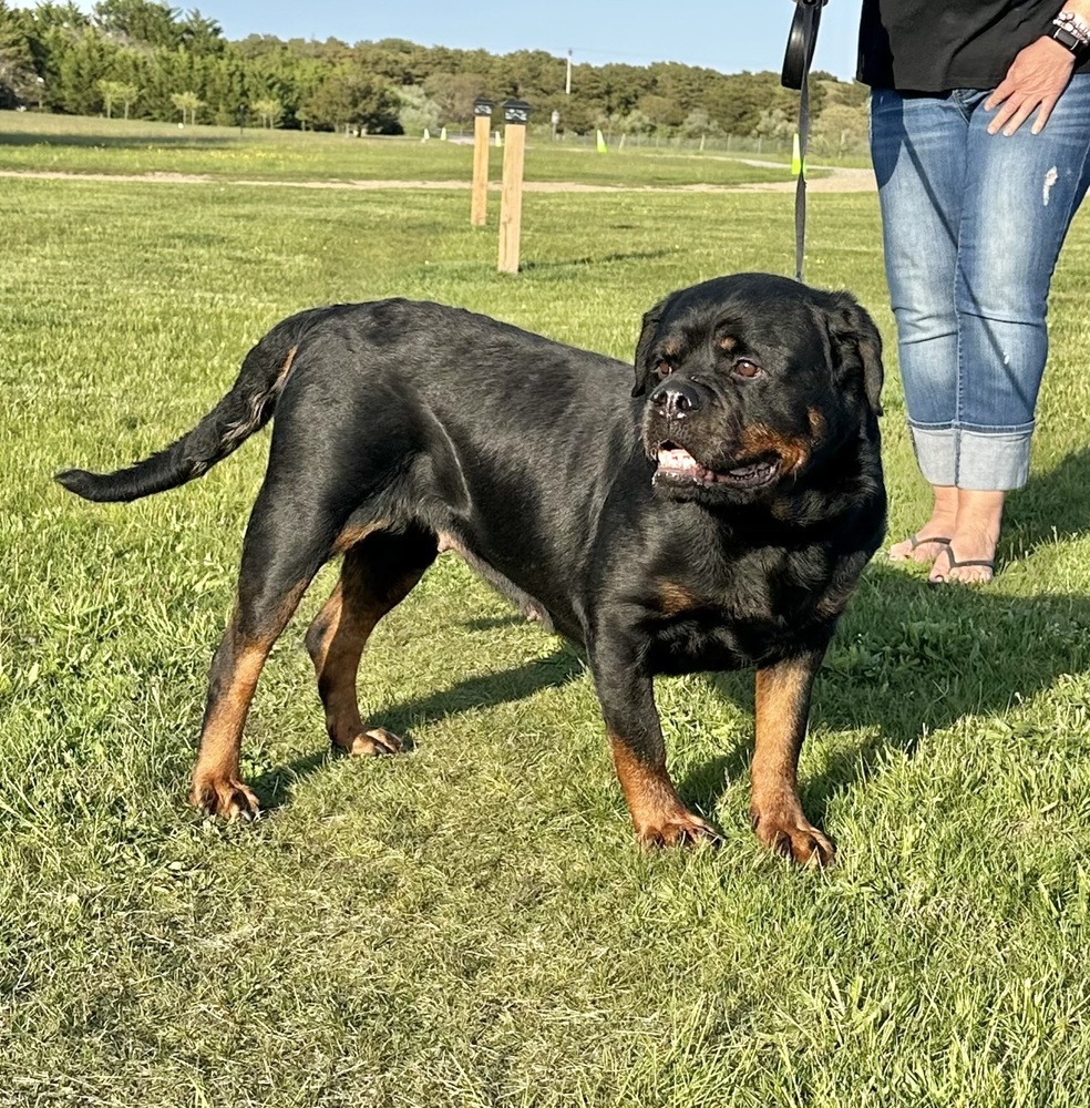 Ava is a five-year-old Rottweiler