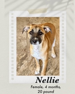 nellie