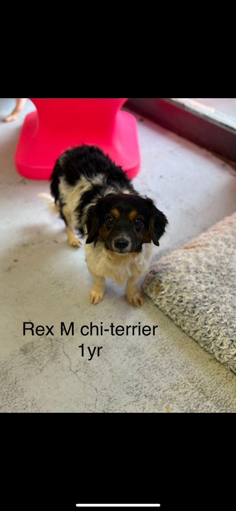Rex, Mixed Breed