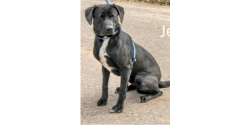Deputy Dawgs: Jesse (CP)