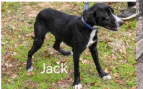 Deputy Dawgs: Jack (CP)