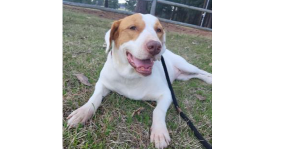 Deputy Dawgs: Marley (CP)