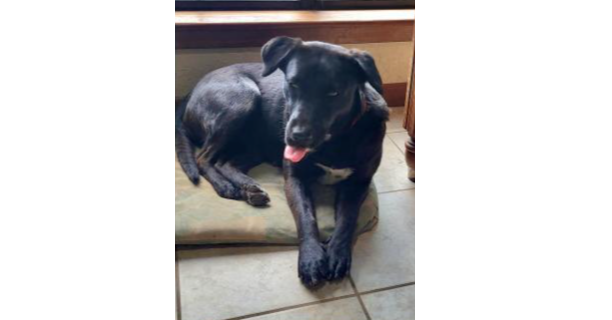 Deputy Dawgs: Mia (CP)