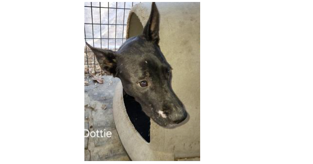 Deputy Dawgs: Dottie (CP)