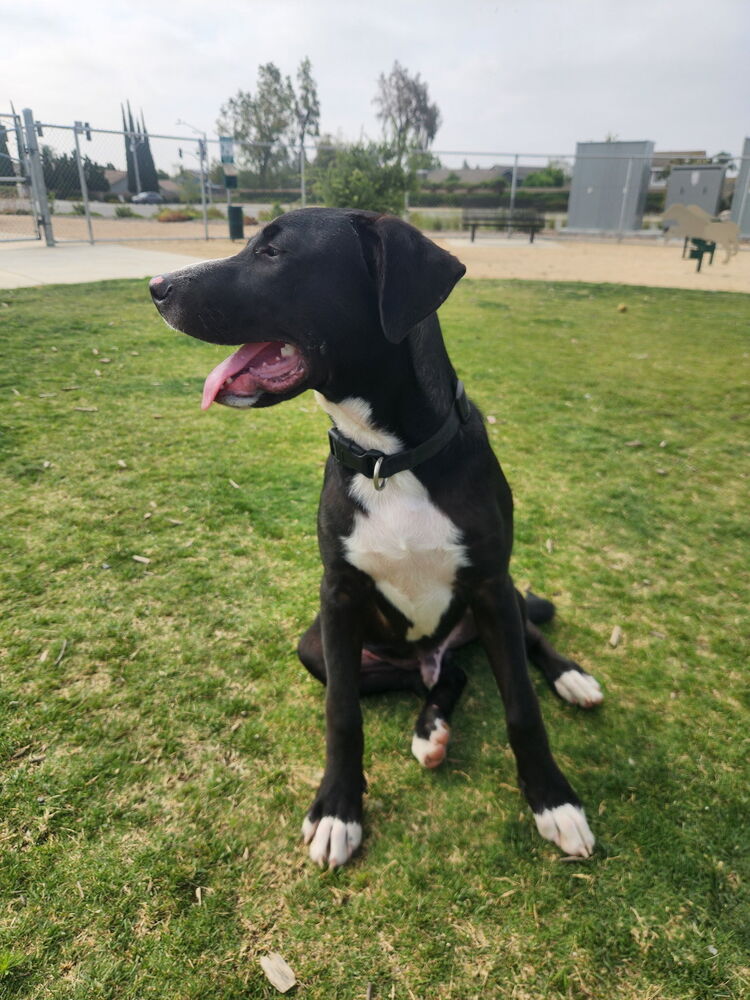 Photo of Jetty, adoptable Labrador Retriever in Dana Point, California