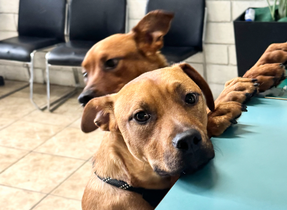 Photo of Willow and Sage, adoptable Labrador Retriever in Dana Point, California