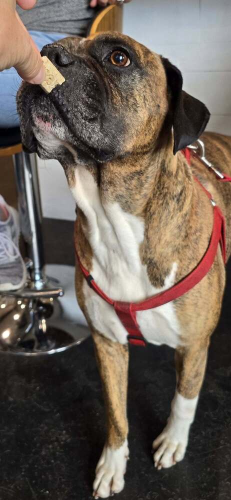 Bruno VII, photo 4