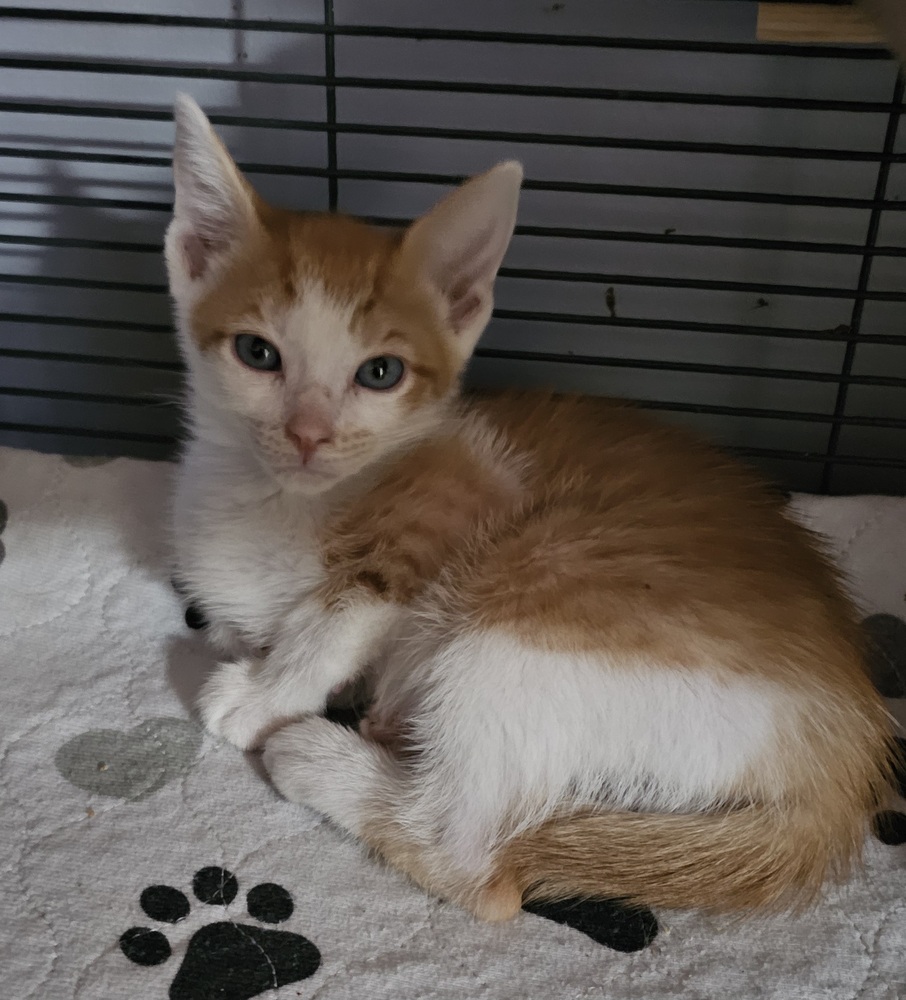 How Much Does Canopy Cat Rescue Charge: Essential Cost Insights