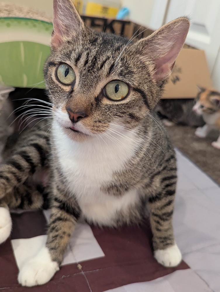 How Much Does Canopy Cat Rescue Charge: Essential Cost Insights