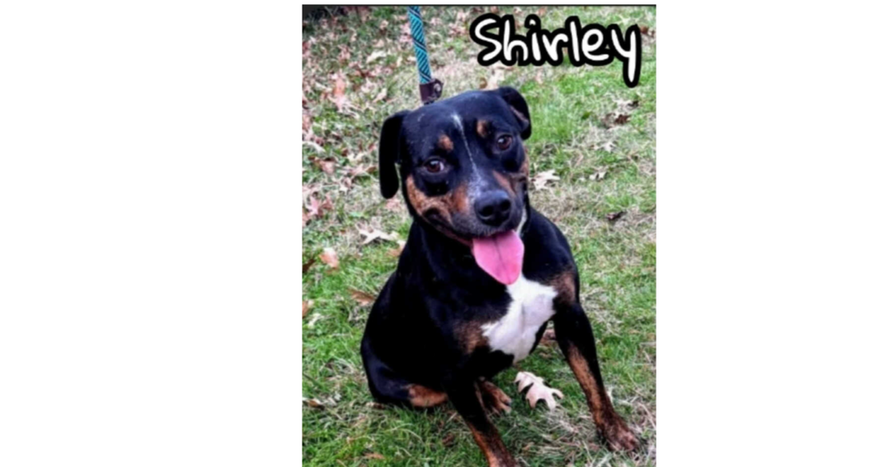 Shirley (CP)