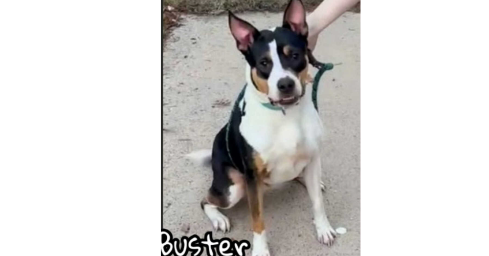 Buster (CP)