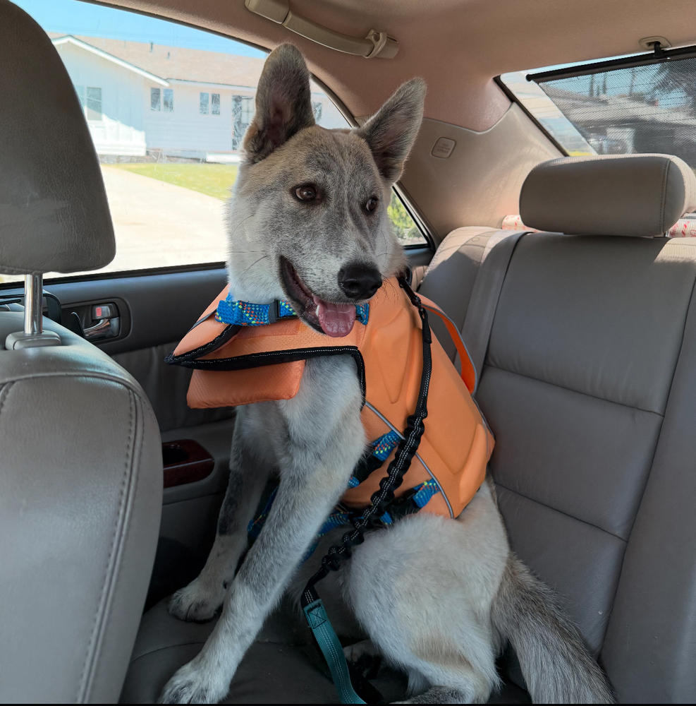 Photo of Rocket formerly Ranger, adoptable Husky in Dana Point, California