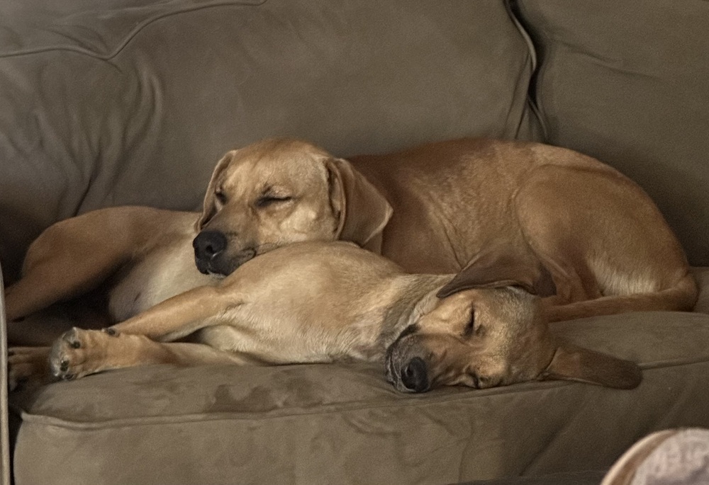 Photo of Wrigley, adoptable Labrador Retriever in Dana Point, California