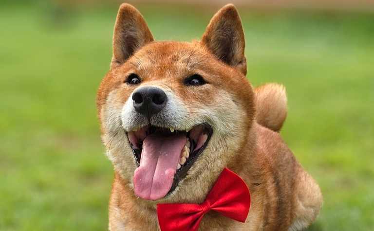 https://s3.us-east-1.amazonaws.com/petstablished-app-beta/uploads/image/image/5226500/cropped_image.png
