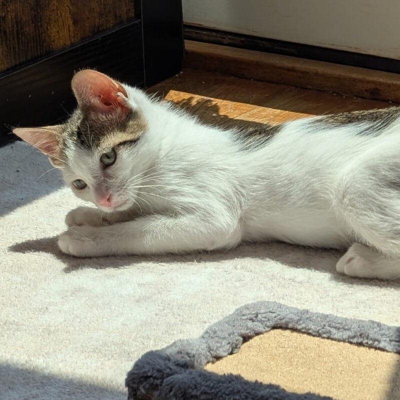 Samson