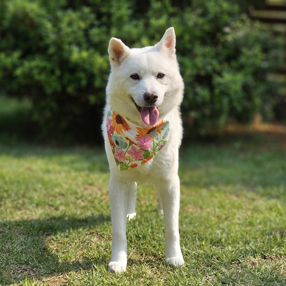 https://s3.us-east-1.amazonaws.com/petstablished-app-beta/uploads/image/image/5235086/KakaoTalk_20250530_060614641_05.jpg