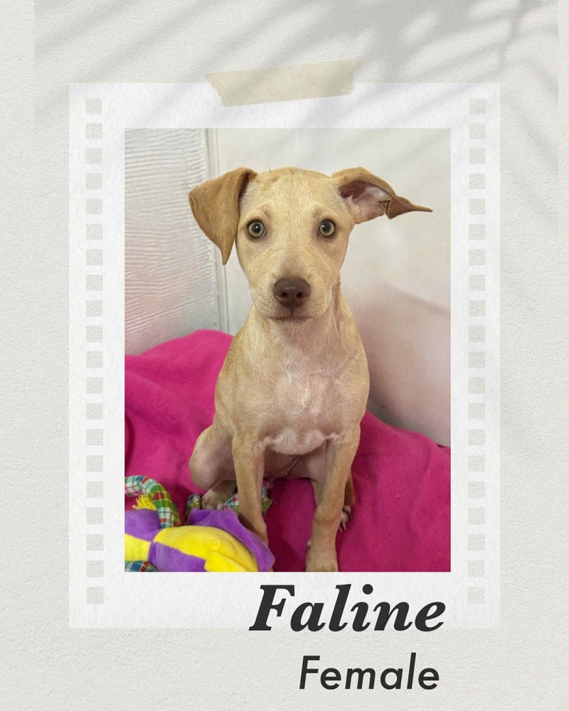 Faline