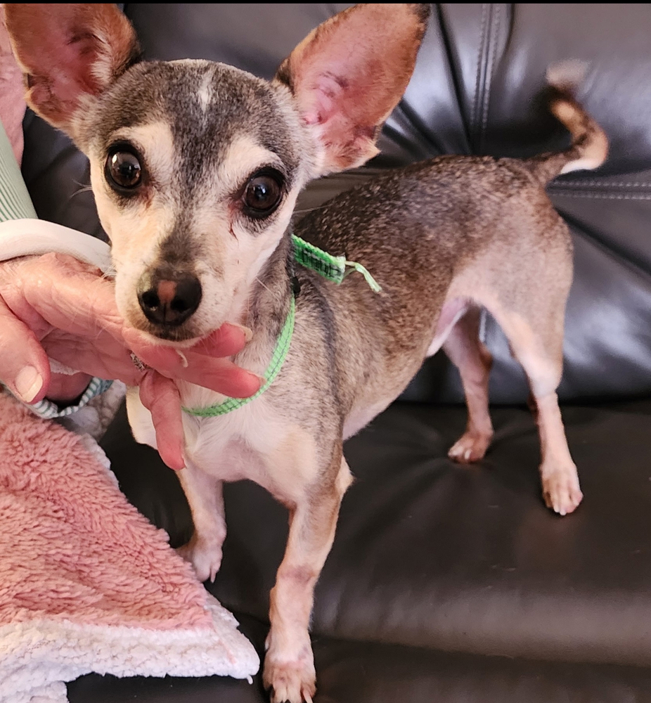 Photo of Sammy, adoptable Chihuahua in Dana Point, California