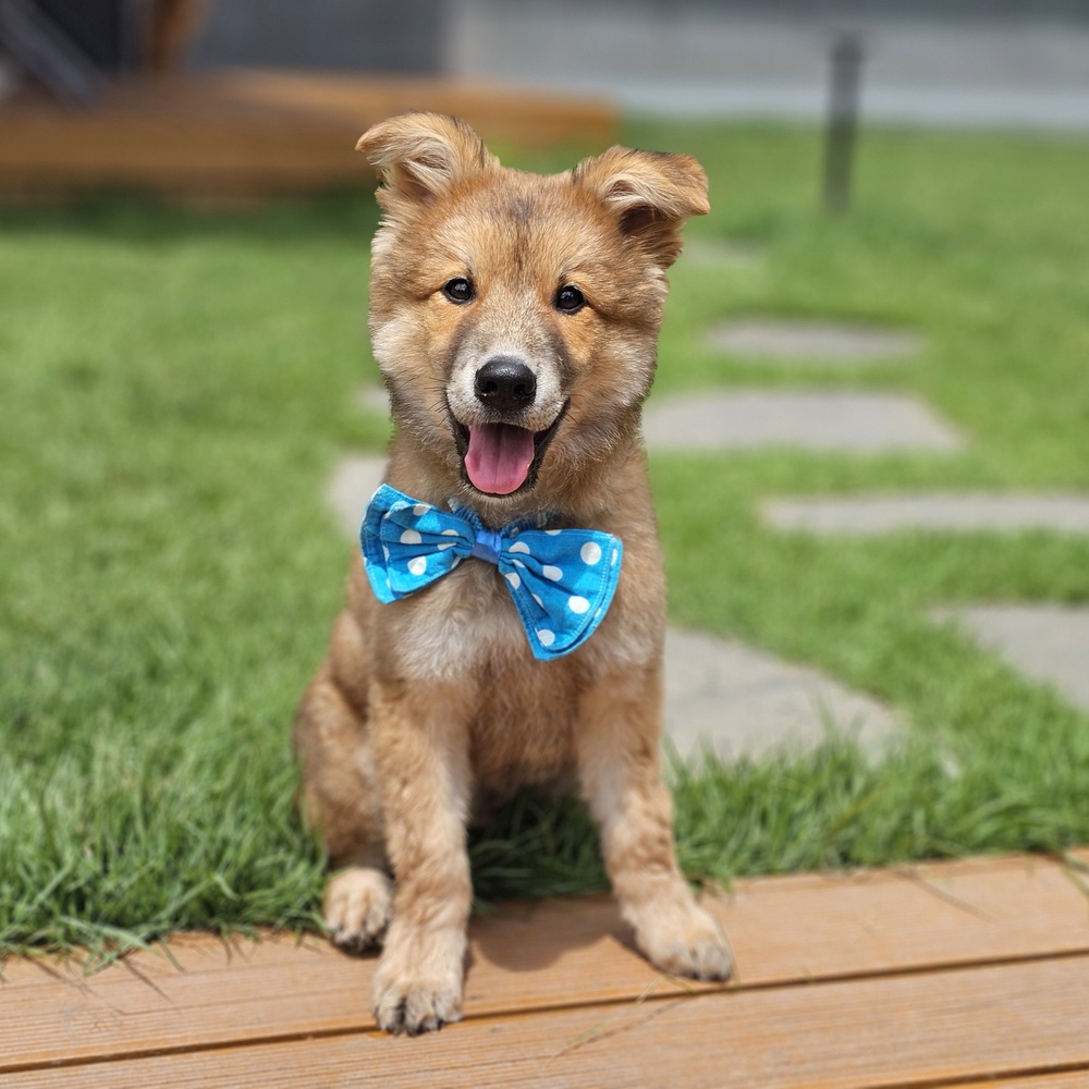 https://s3.us-east-1.amazonaws.com/petstablished-app-beta/uploads/image/image/5243312/KakaoTalk_Photo_2025-07-15-17-49-02_005.jpeg