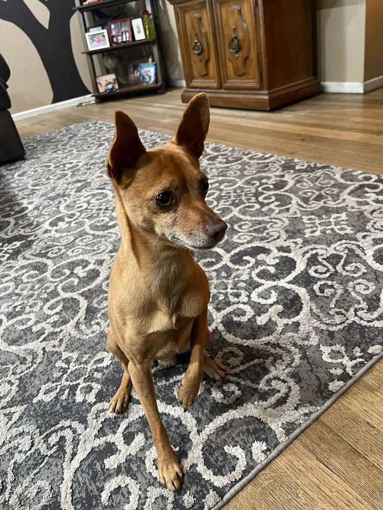 Photo of Dennis, adoptable Chihuahua in Beaumont, California