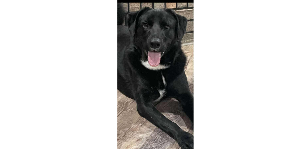 Lucky Litter: Gunnar