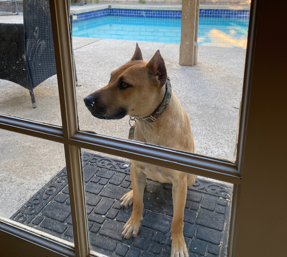 Photo of Lola, adoptable American Staffordshire Terrier in Dana Point, California