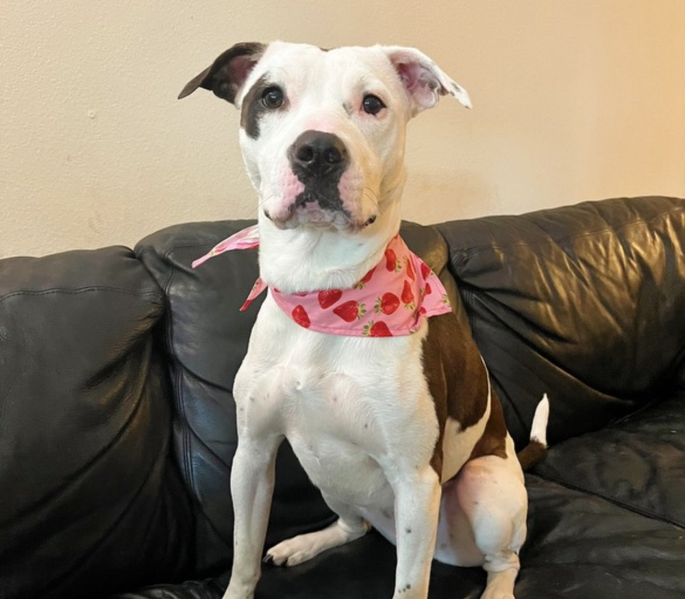 Photo of Lucy, adoptable American Staffordshire Terrier in Dana Point, California