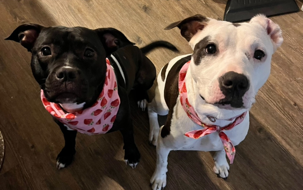 Photo of Stella & Lucy, adoptable American Staffordshire Terrier in Dana Point, California