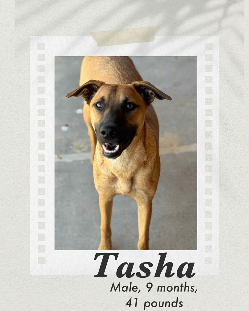 Tasha