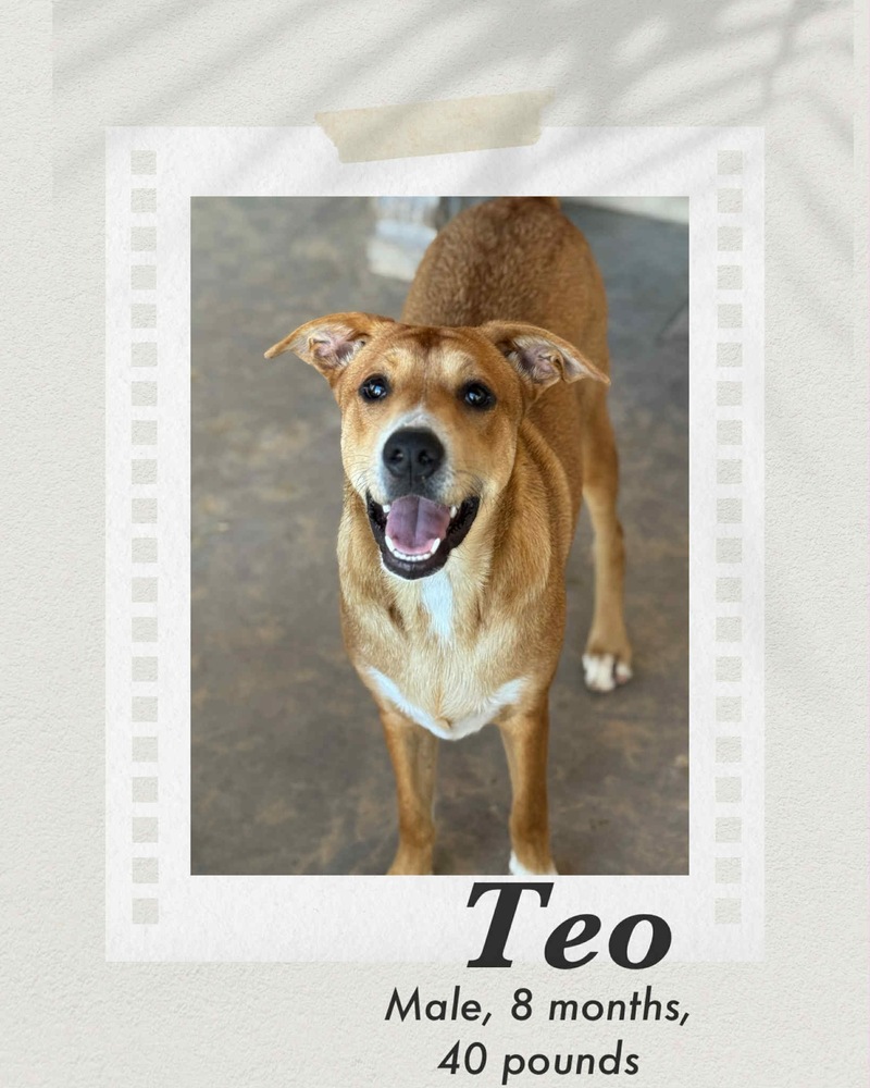 Teo