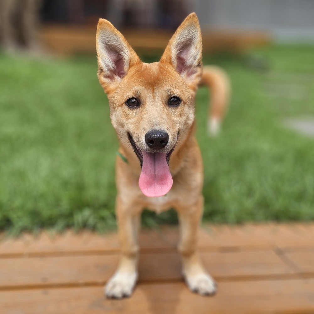 https://s3.us-east-1.amazonaws.com/petstablished-app-beta/uploads/image/image/5273213/Mona-1.jpeg