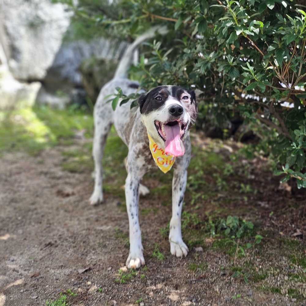 https://s3.us-east-1.amazonaws.com/petstablished-app-beta/uploads/image/image/5273347/Roxy-1.2.jpeg
